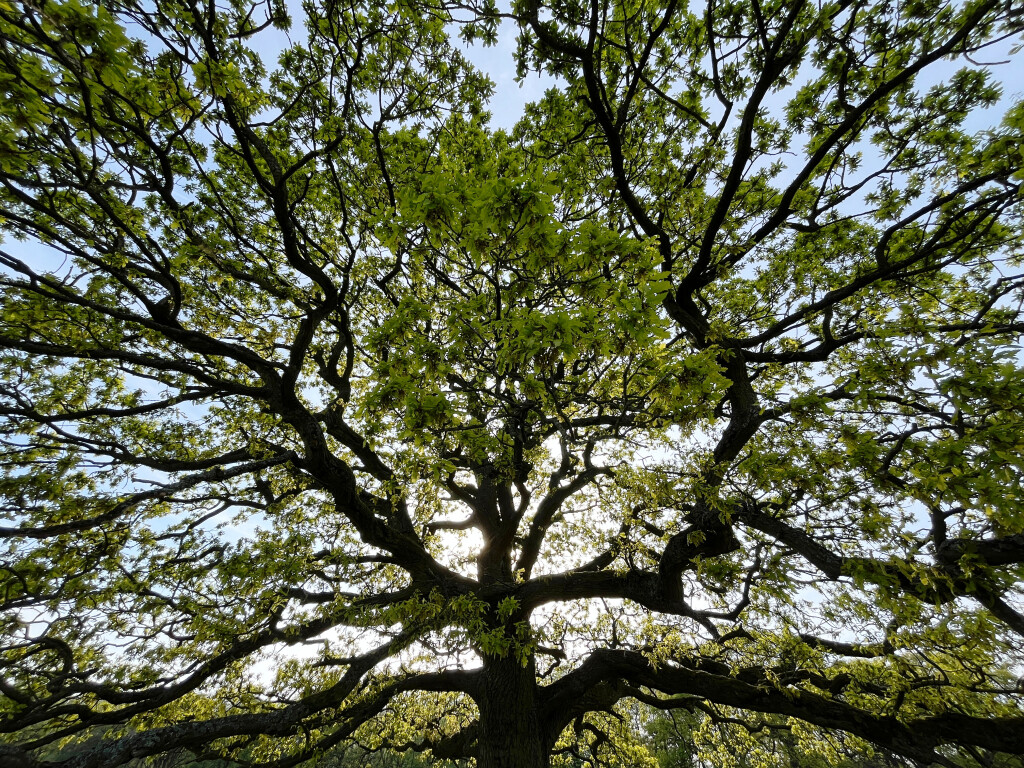 Somewhat Symmetrical Tree, West Carlton, West Yorkshire